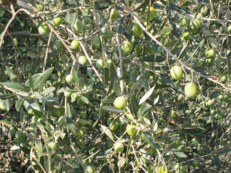 Tree Olives 02